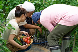 野菜畑で野菜を収穫している画像